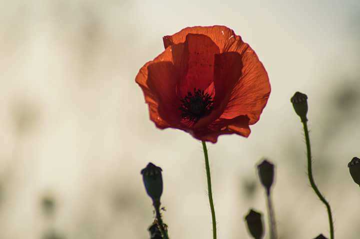 Let`s make this page a sea of red, glorious poppies